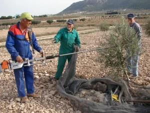 Campo-Alegre Camping Sax Alicante